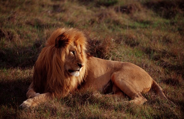 Male lion, lion, Panthera leo, South Africa, Schotia Game Park, Africa