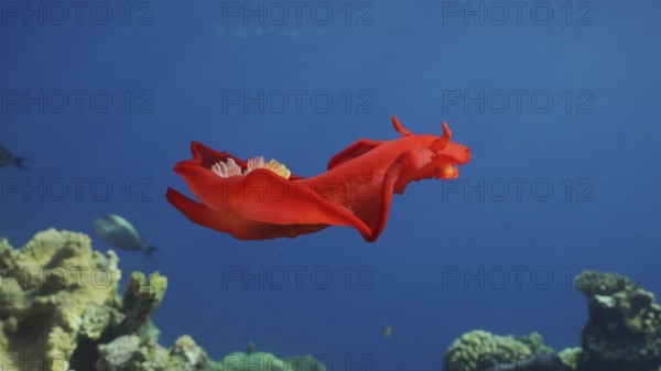 Bright red Sea Slug swims in blue sea in sunrays on daytime. Spanish Dancer (Hexabranchus
