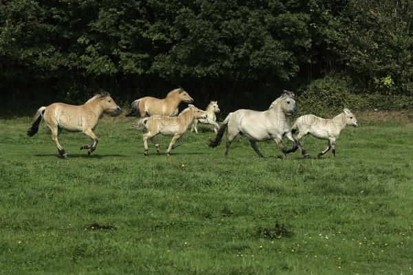 Norwegian Fjord Horse, Herd Galloping through Meadow