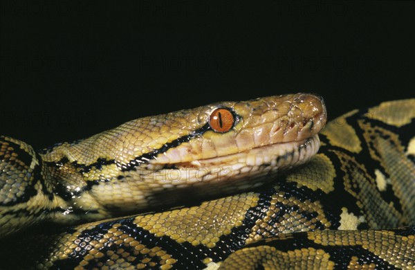 Reticulated Python, python reticulatus, Head of Adult, Close up