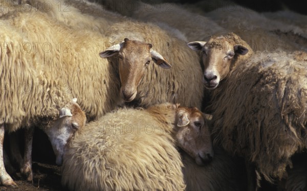 Manech a Tete Rousse domestic sheep, a French breed