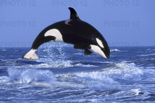 Killer whale (Orcinus orca)