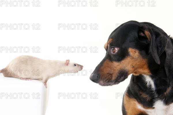 Mixed-breed dog, male, and colour rat, male