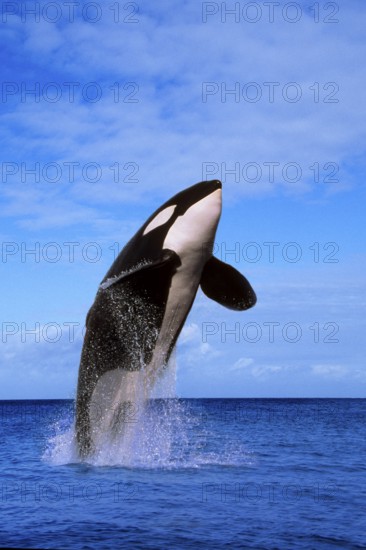 Killerwhale (Orcinus orca)