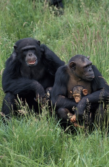 CHIMPANZEE (pan troglodytes), MALE WITH FEMALE CARRYING YOUNG