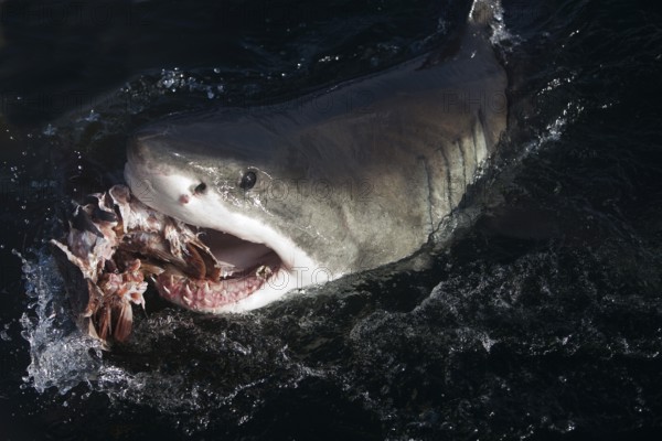 Great white shark, Great white shark, Great white sharks (carcharodon carcharias), White sharks,