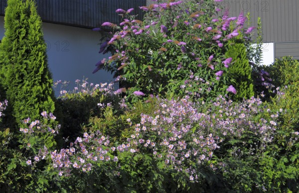Front garden at the house with summer lilac