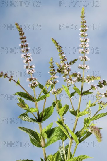 Hemingway peppermint (Mentha nemorosa)