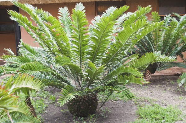 Natal Cycads, Umfolozi Hluhluwe National Park, South Africa (Encephalartos natalensis)