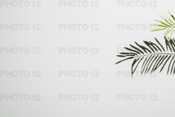 Leaves falling white wall background