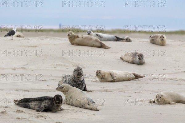 Harbor seals (Phoca vitulina) and grey seals (Halichoerus grypus) resting on a sandbank in the