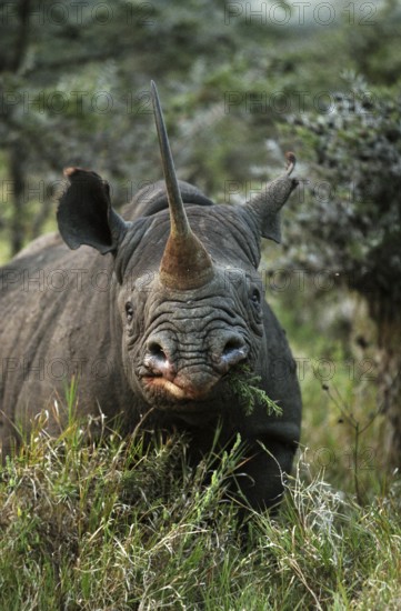 BLACK black rhinoceros (diceros bicornis), adult feeding in BUSH, KENYA