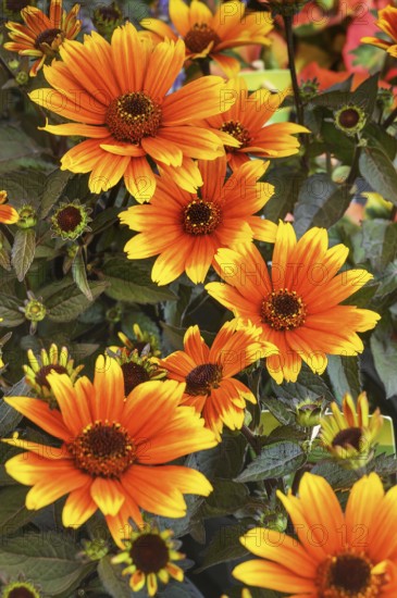 Sun's eye (Heliopsis), Allgäu, Bavaria, Germany, Europe