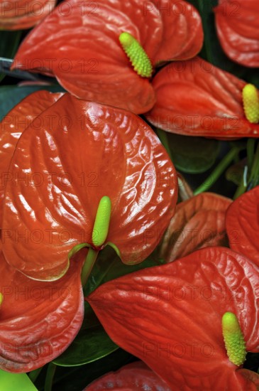 Flamingo flower (Anthurium), Allgäu, Bavaria, Germany, Europe
