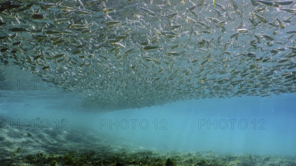 Massive concentration of Hardyhead Silverside fish swims in blue water over sandy bottom casting