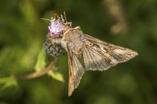 Gamma owl on a flower, A silver Y moth on a flower