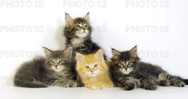 Blue Blotched Tabby, Brown Tortie Blotched Tabby, Cream Blotched Tabby and Brown blotched Tabby,