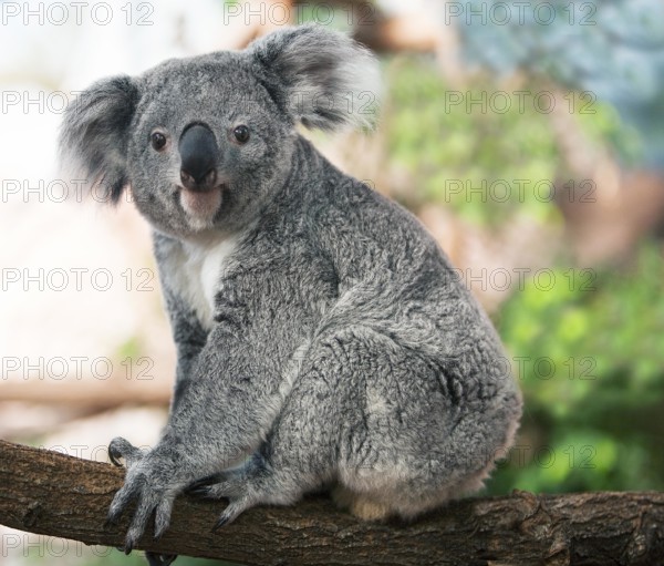KOALA (phascolarctos cinereus), FEMALE STANDING ON BRANCH