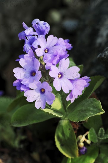 Alpine Auricula Primrose (Primula marginata)