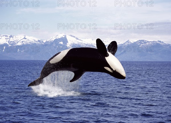 KILLER WHALE (orcinus orca), ADULT LEAPING, CANADA