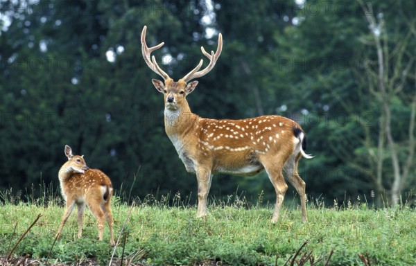 VIETNAMESE SIKA sika deer (cervus nippon) pseudaxis, MALE AND FAWN