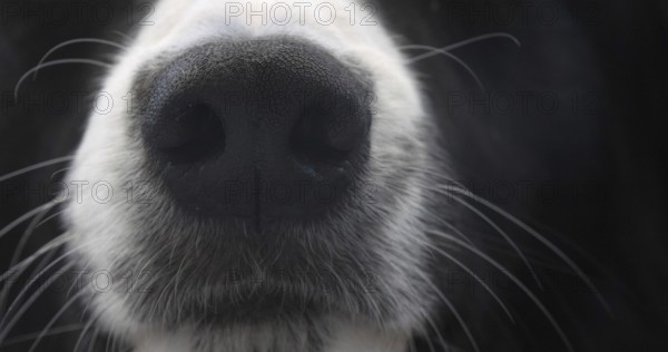Border Collie Dog, Portrait of male, Close up of the Nose