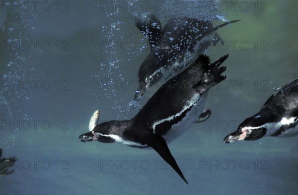 HUMBOLDT humboldt penguin (spheniscus humboldti), UNDERWATER GROUP IN SEARCH OF FISHES