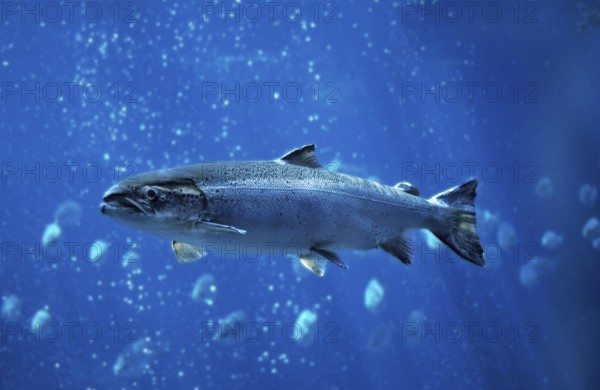 Atlantic (Salmonidae) salmon (salmo salar), Atlantic salmon, Other animals, Fish, Salmon, Animals,