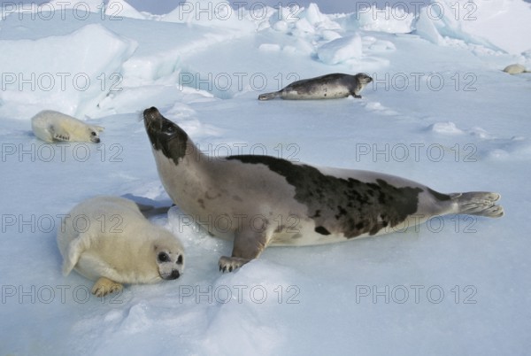 HARP SEAL (pagophilus groenlandicus), FEMALE WITH PUP ON ICE FIELD, MAGDALENA ISLAND IN CANADA