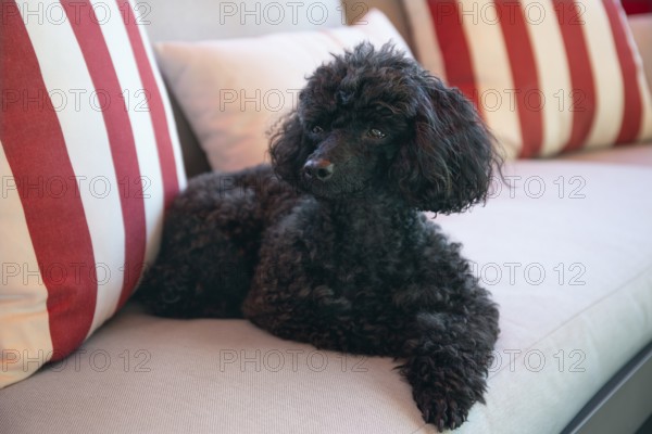 Beautiful black Toy Poodle resting on a outdoor sofa
