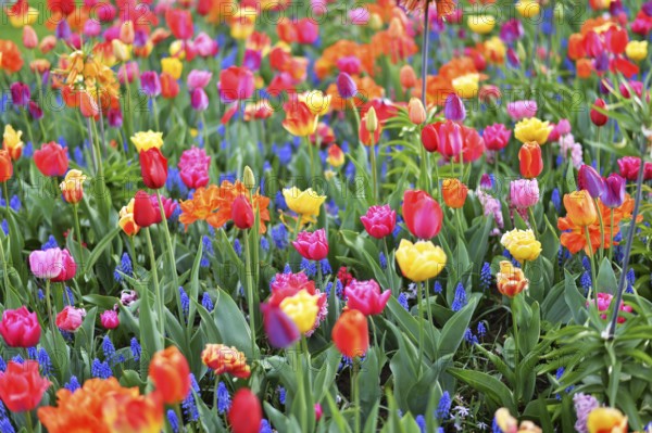 Keukenhof in the Netherlands has long been a magnet for international tourism, but it is