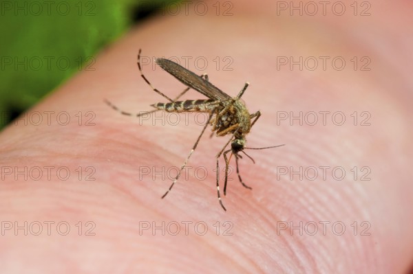 Mosquito on human skin (Aedes), mosquito, soaked, Germany, Europe