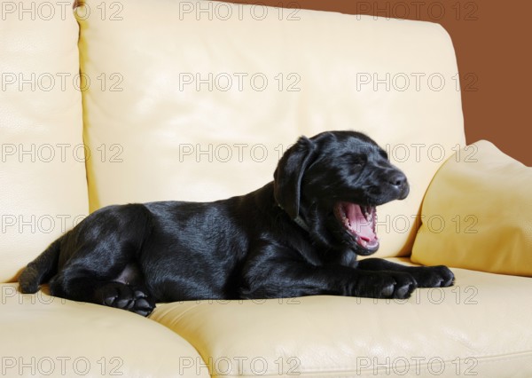 Labrador retriever, puppy, black, on couch, sofa