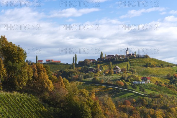 Vineyard in autumn, Kitzeck im Sausal, Styria, Austria, Europe