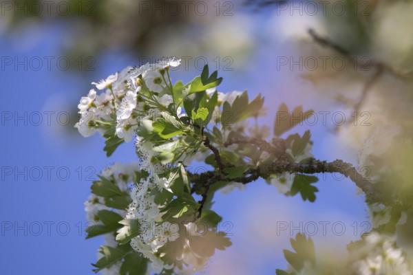 Single-stemmed common hawthorn (Crataegus monogyna), flowers against a blue sky, Dümmer See, Lower