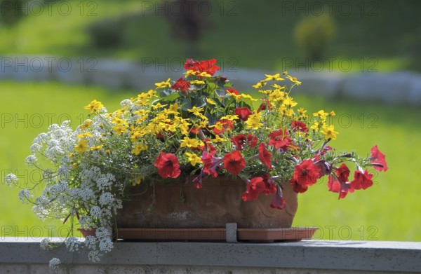 Various flowers blooming in the flower box, rose garden in Oberderdingen