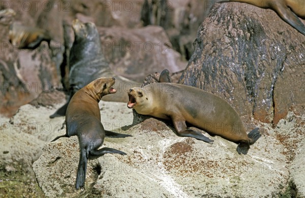California Sea Lion (zalophus californianus), Adults standing on Rocks, California