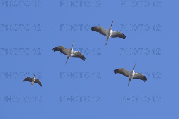 Cranes (Grus grus) flying in formation, typical V-formation, together with a greater white-fronted
