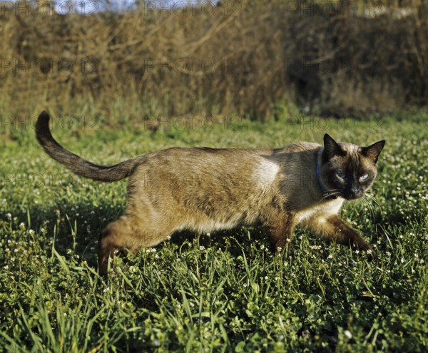 Seal Point Siamese Domestic Cat, Adult standing on Grass