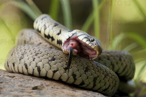Grass snake (Natrix natrix) Rhineland-Palatinate, Germany, Europe
