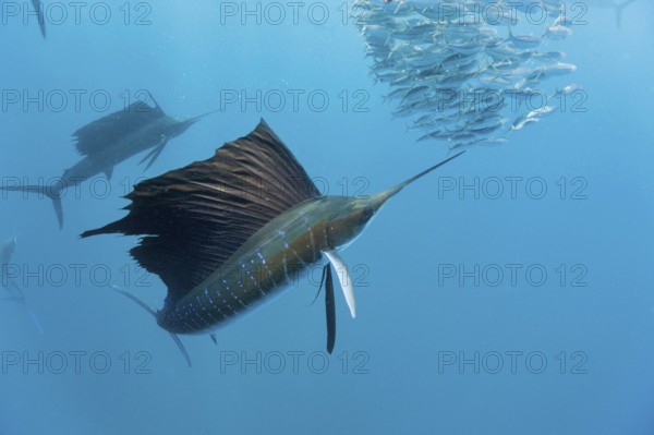 Atlantic Sailfish hunting Sardines, Isla Mujeres, Yucatan Peninsula, Mexico (Istiophorus albicans),