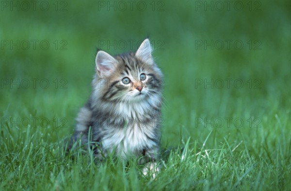 Norwegian Forest Cat, kitten, 10 weeks