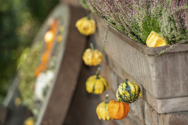 Row of small, yellow and orange pumpkins as decoration on a brick wall with a flower pot, borken,