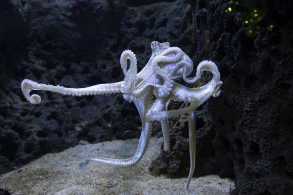Octopus, octopus, (Octopus cyanea), aquarium, Odysseo Oceanarium Mauritius, show aquarium, large