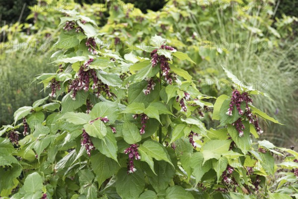 Variegated roofflower (Leycesteria formosa)