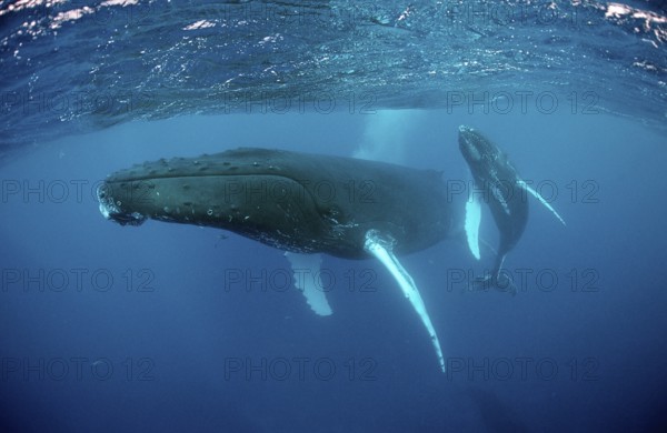 Humpback whale, mother and calf, Megaptera novaeangliae, Rurutu, Pacific Ocean, Tahiti, French