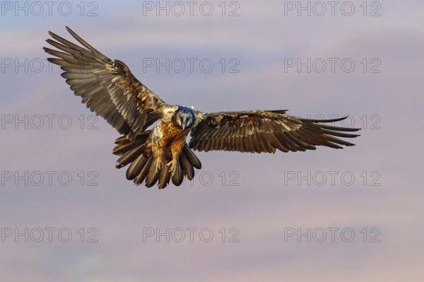Bearded Vulture, Lammergeier, Gypaetus barbatus, Gypaetus barbatus meridionalis, GypaËte barbu,