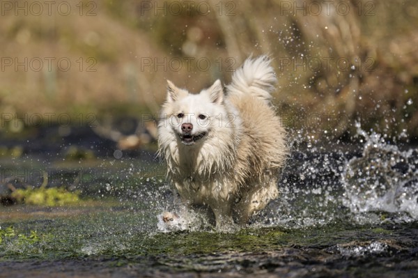 Water fun in the Hasenbach stream near Hayingen in the Swabian Alb