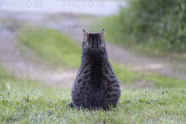 Tabby cat from behind siting on the grass in front of a driveway, waiting for its family coming