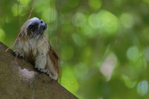 A monkey looking upwards while perched on a tree branch, with a bokeh effect of greenery in the